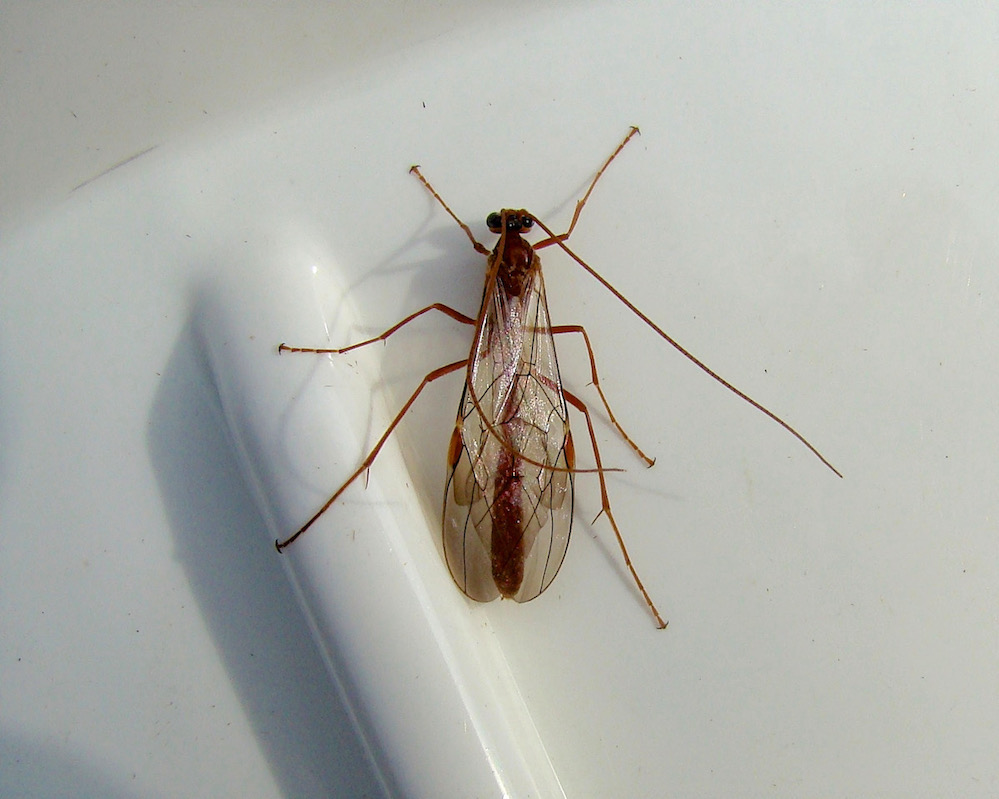 ichneumon